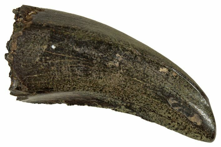 Fossil Tyrannosaur (Nanotyrannus) Tooth - Montana #352299
